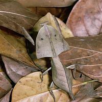 Dead leaf mantis