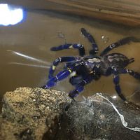 Poecilotheria metallica [2/2]