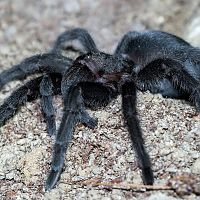 Grammostola pulchra