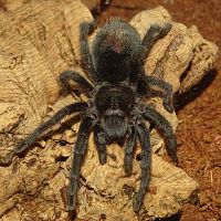 Grammostola pulchra