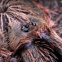 Avicularia rufa.