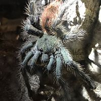 Thrixopelma Ockerti