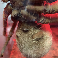 7 inch Theraphosa sp