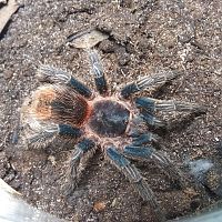 Thrixopelma cyaneolum?