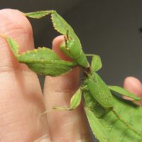 Phyllium phillipinicum