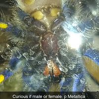 Poecilotheria metallica [ventral sexing]