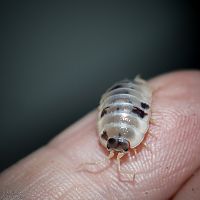 Porcellio laevis "Dairy Cow"