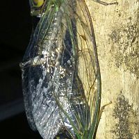 Neotibicen pruinosus