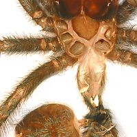 C.versicolor male or female? 2cm body