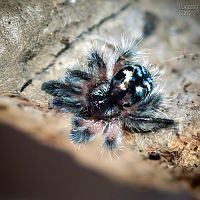 Typhochlaena seladonia TINY spiderling