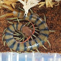 Scolopendra morsitans