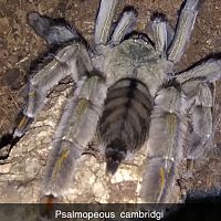 Psalmopoeus cambridgei