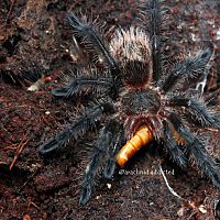 Grammostola sp. "Wooly Black".