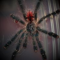 0.1 Avicularia variegata