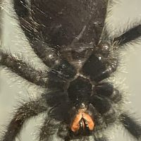 A. avicularia 2.5 inches