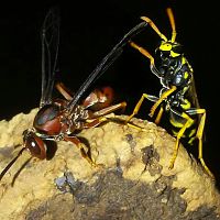 Polistes