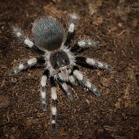 Nhandu coloratovillosus Juvenile Female