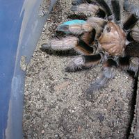 Aphonopelma chalcodes