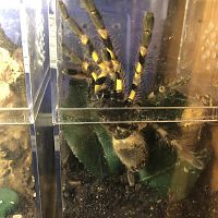 Poecilotheria Striata, M or F?