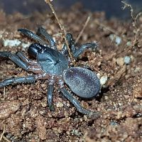 Spider from Adelaide, Australia