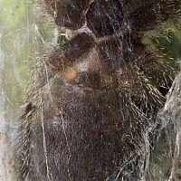 A. Avicularia 2.5”