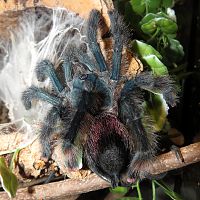 Freshly Molted Poop Cannon (♀ Avicularia avicularia 5")
