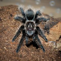 Tliltocatl albopilosus Nicaragua Juvenile Female