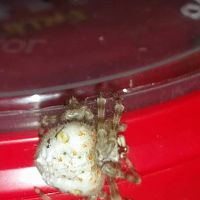 Bolas Spider (Araneidae)