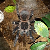 Lasiodora parahybana