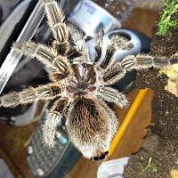 Grammostola rosea