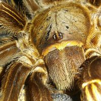 Aphonopelma seemanni