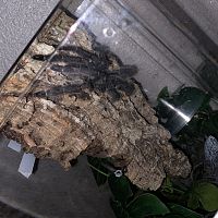 Irminia ultimate molt