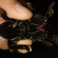 Brachypelma vagans [ventral sexing]