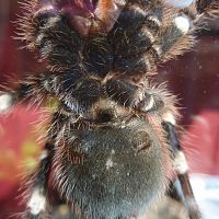 Acanthoscurria geniculata [ventral sexing]