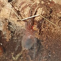 G. Pulchripes