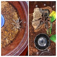 G pulchra quick growth! Aug 3rd vs Dec 15th