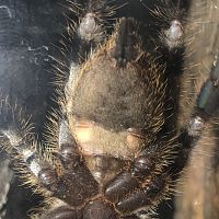 P.regalis 3" male of female ?