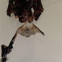 3.5-4" Ybyrapora sooretama [molt sexing]