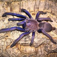 Chilobrachys vietnam blue