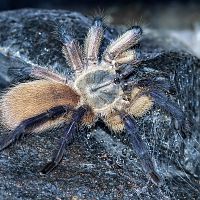 Monocentropus balfouri