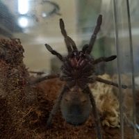 G. pulchra 2" M/F?