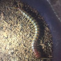 Scolopendra sp.