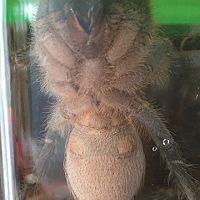 A. Seemanni Girl or Boy?