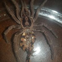 Hapalopus sp. "Colombia large" [molt sexing] [1/2]