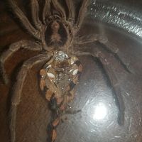 Hapalopus sp. "Colombia large" [molt sexing] [2/2]