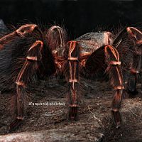 Acanthoscurria juruenicola.