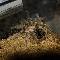 T. albopilosum?