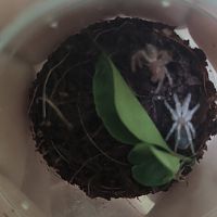 Geniculata sling molted just got molted now
