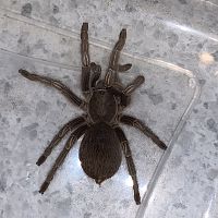 Aphonopelma seemanni?