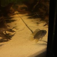 Apistogramma borellii